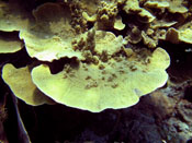 L'ensoleillement du récif permet le développement des espèces hermatypiques