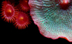micro recif : manuel de maintenance aquarium recifal pour debutant aquarium eau de mer aquariophilie marine et recifale eau de mer technique berlinoise conservation poissons et invertebres marins