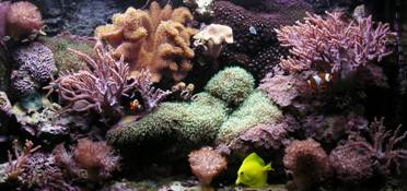 Un aquarium récifal peuplé d'alcyonaires (coraux mous)