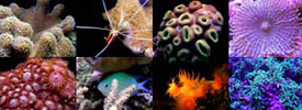 Microrecif aquarium eau de mer recifal