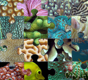 le blog de microrecif aquarium recifal et eau de mer